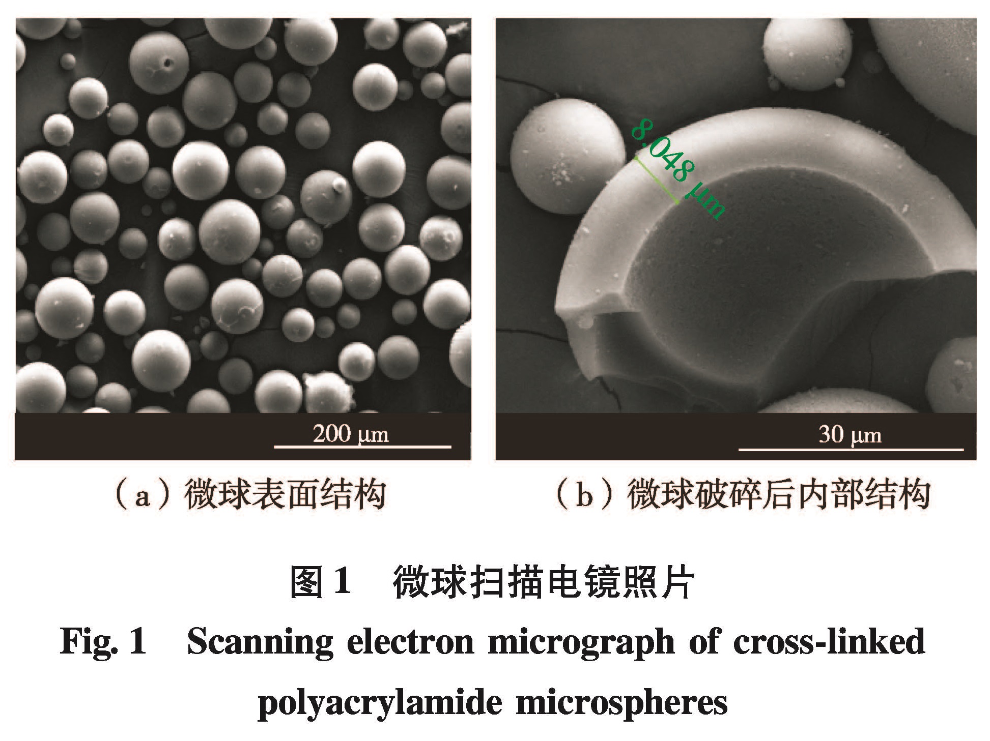 图1 微球扫描电镜照片<br/>Fig.1 Scanning electron micrograph of cross-linked polyacrylamide microspheres