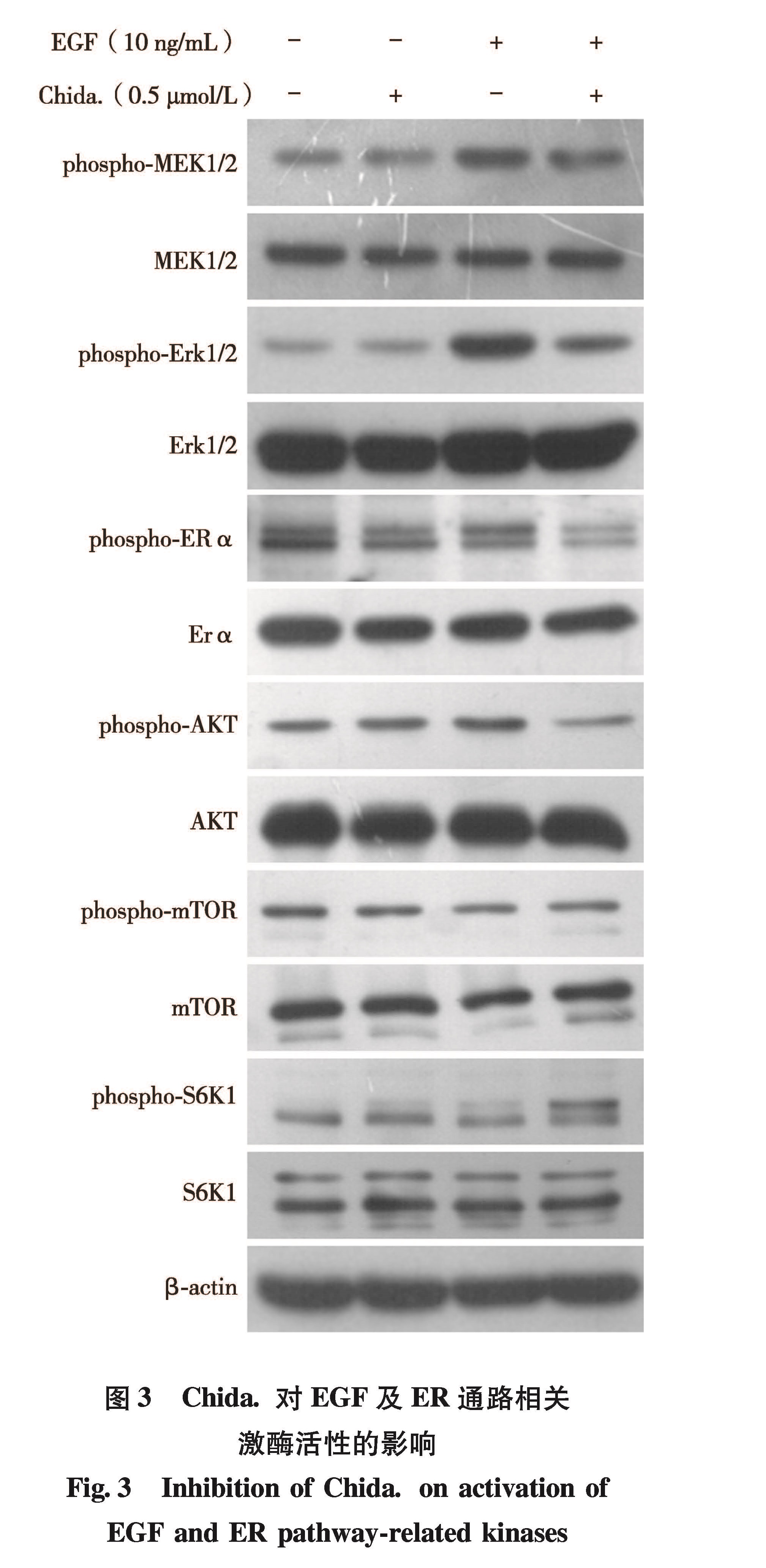 图3 Chida.对EGF及ER通路相关激酶活性的影响<br/>Fig.3 Inhibition of Chida. on activation of EGF and ER pathway-related kinases