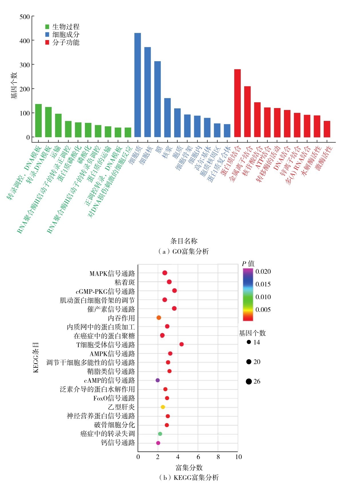 图6 候选circRNA亲本基因的GO和KEGG富集分析Fig. 6 GO and KEGG enrichment analyses of parental genes of candidate circRNAs