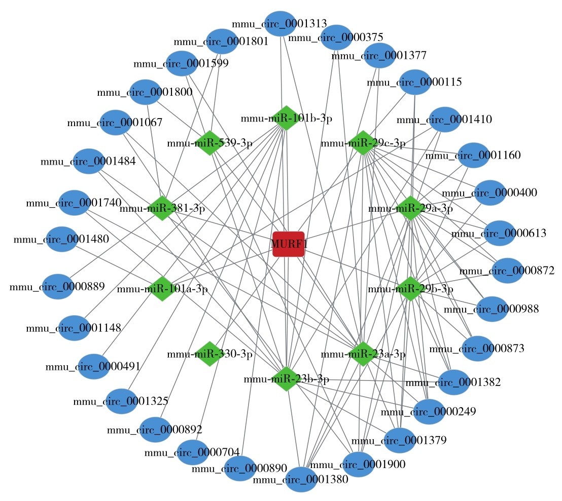 图7 circRNA-miRNA-mRNA互作网络Fig. 7 The interaction network of circRNA-miRNA-mRNA