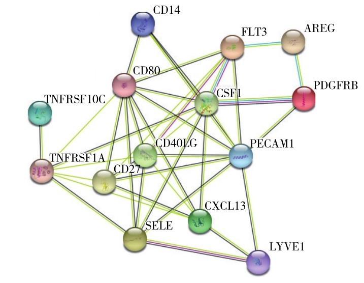 图9 ABPA与哮喘组血清候选DEPs的互作网络Fig. 9 PPI network of serum candidate DEPs between ABPA patients and asthma patients.